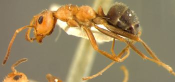 Media type: image; Entomology 8884   Aspect: habitus lateral view